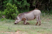 06 - Addo Elephant NP (5)